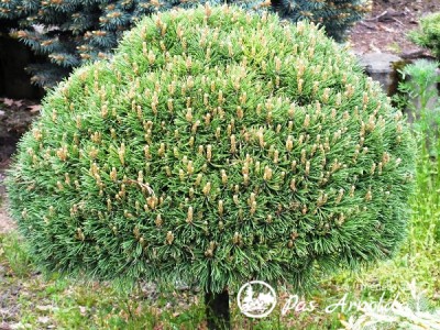 Pušis kablelinė 'Nana Compacta' (lot. Pinus uncinata)